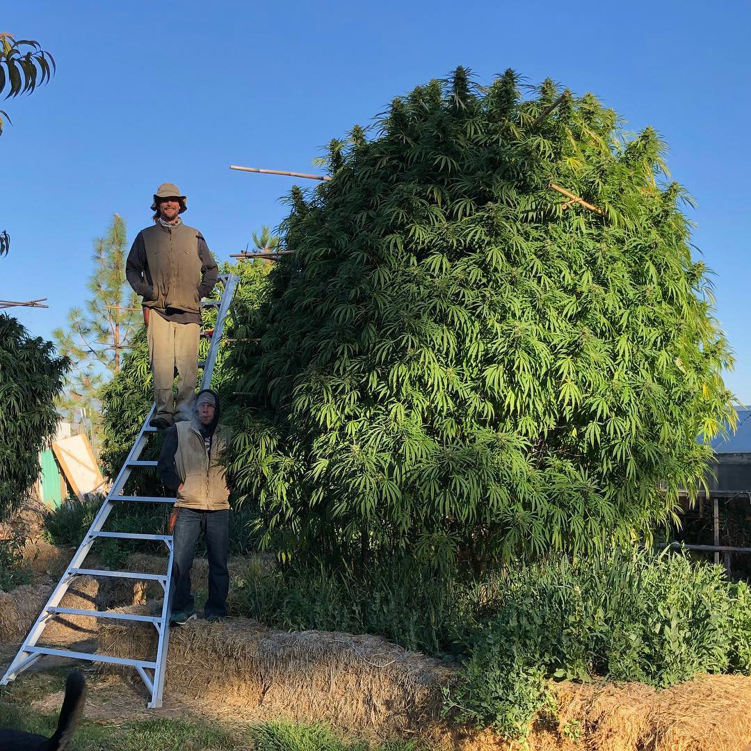 spliffseeds's tweet photo. Sun grown☀
📸@fairbanksfarmscovelo https://t.co/YCLMyk2iFP