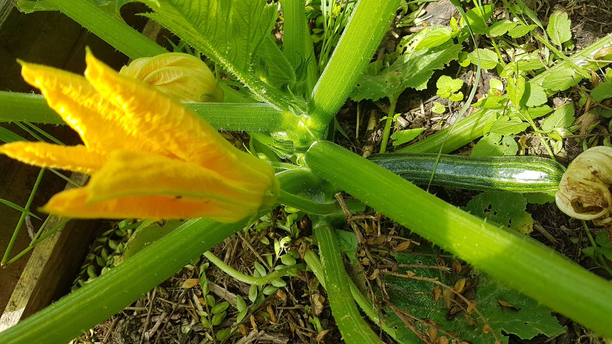 🌨️🌥️🌦️ pluie… soleil...pluie...soleil… bon d'accord pas beaucoup de soleil, mais ça pousse quand même dans notre potager !! 🌼🌱🥒

Un peu de patience et nous pourrons déguster notre production. 😋

#équipe #convivialité #bienetreautravail #QVT #Potagerentreprise #biodiversité
