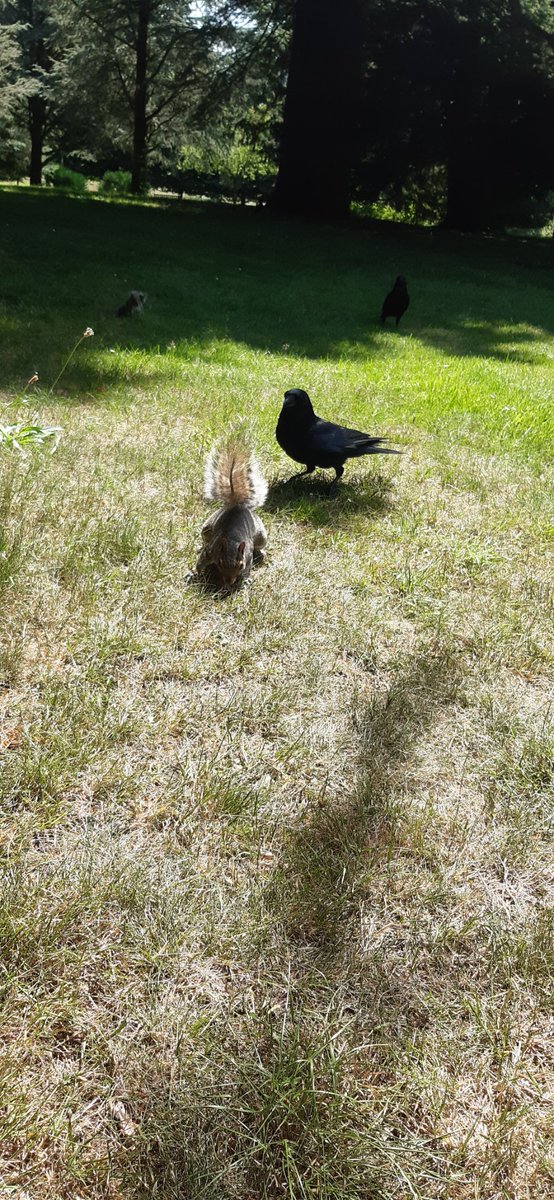 Comparing results, Electromagnetic and GPR surveying, metal-detecting and an army of lunchtime bullies at <a href="/WollatonHall/">Wollaton Hall</a>! #squirrel #archaeology #WeDig #lastday #survey #funinthesun