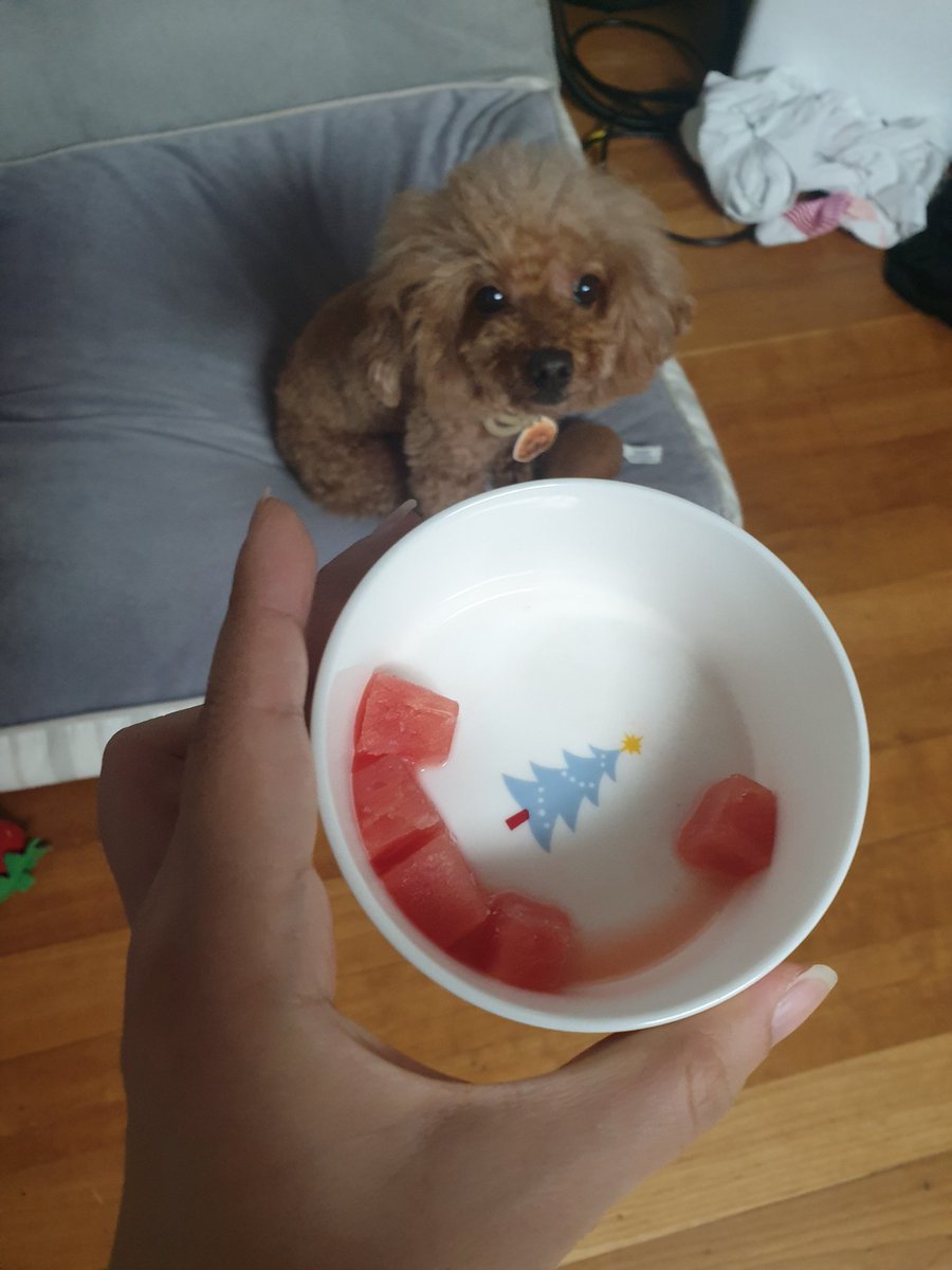 오늘의 시원까까
수박!