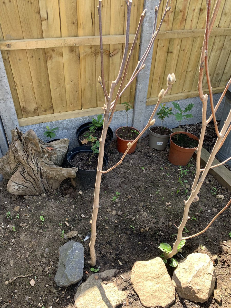 chalkybennett81's tweet photo. @GardeningExpres many thanks for your poor customer service and advice. I ordered 3 magnolia plants from you in May. When they did not show any signs of leaf in June I raised a concern to be told they can take up to 8 weeks out of cold storage. Now you will not refund https://t.co/A1U0iIdft4