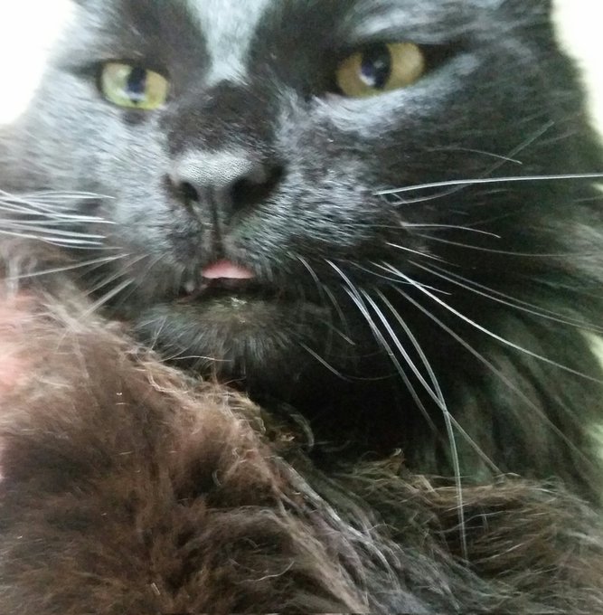 My view when I wake up most mornings #cats https://t.co/VpRBkuwFA4<a href="/tag/cats"class="tags">#cats</a>