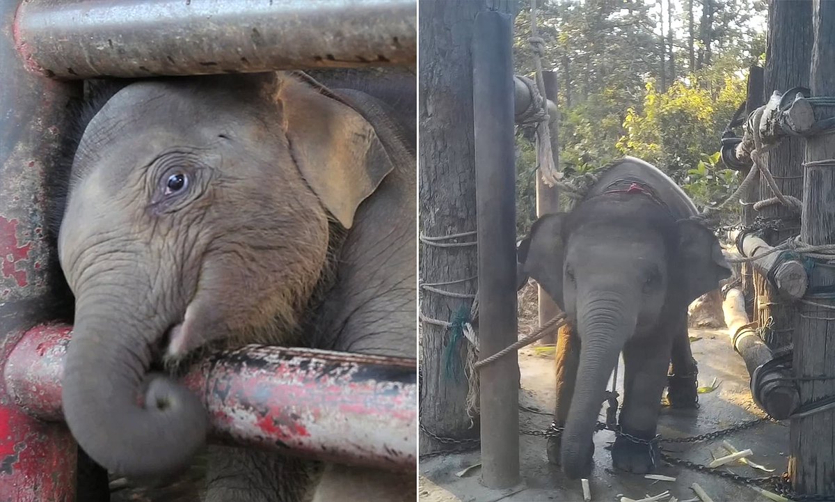 stae_elephants's tweet photo. Do elephants have any predators? Given their tremendous size and because they gather in groups elephants have few predators to worry about. Both Asian and African elephants are most vulnerable to humans in many ways including brutal tourism, snatching babies into cruel captivity. https://t.co/QlYH6MUn1Q