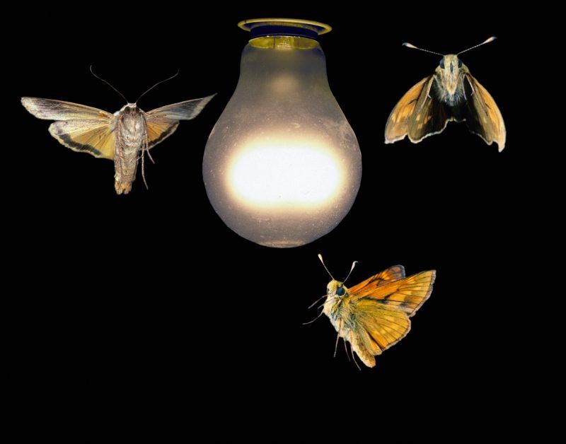 twelvesec's tweet photo. The new APT #LuminousMoth drops fake #zoom App.
#CyberSecurity, #infosec, #cybercrime
https://t.co/BYKuwkEVCM https://t.co/N5uO1OQbx5