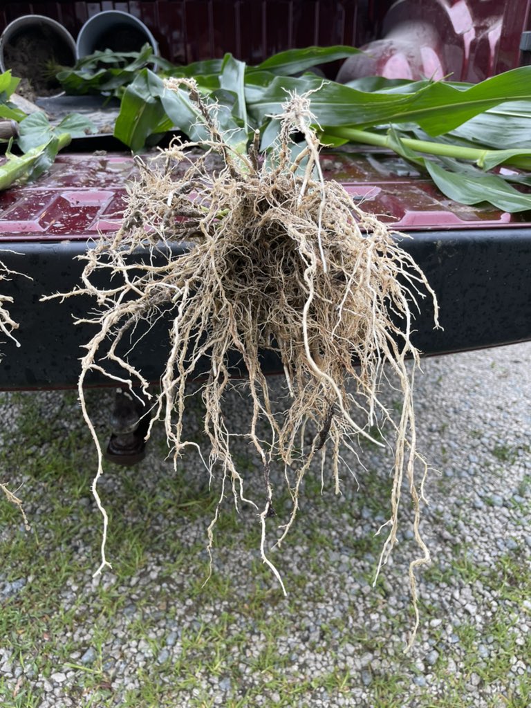 My nephews crop 4-H project was a little more fun digging this year #MaximumFarming <a href="/AgSpectrumCo/">Ag Spectrum Company</a>