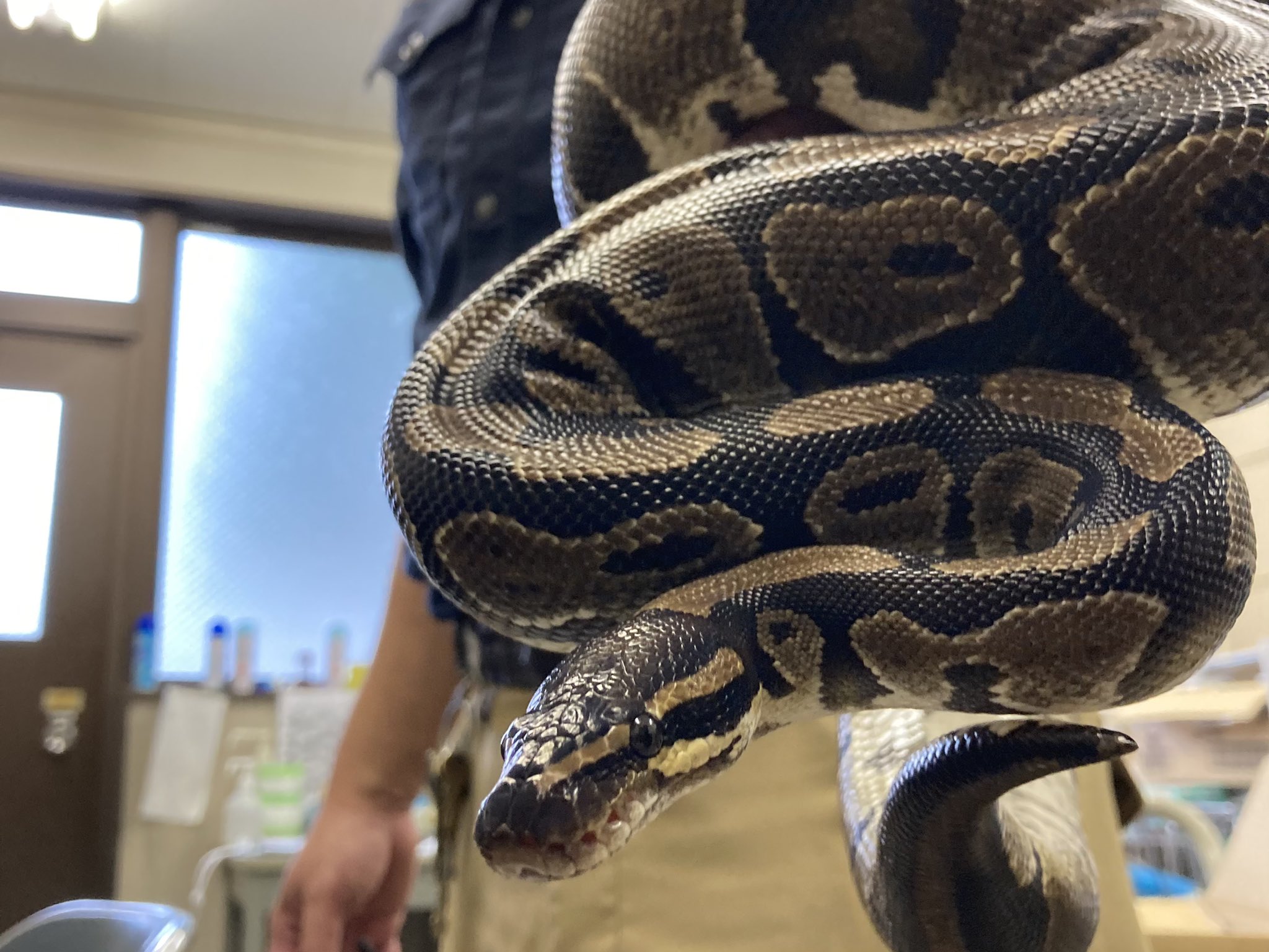 تويتر 福山市立動物園 公式 على تويتر 今日は 世界ヘビの日 飼育員にニシキヘビの生態について聞いてみると 後ろ足のなごりのケヅメって見たことある えっ ということで は虫類館へ 思ったよりもしっかりとある後ろ足の痕跡にびっくりです