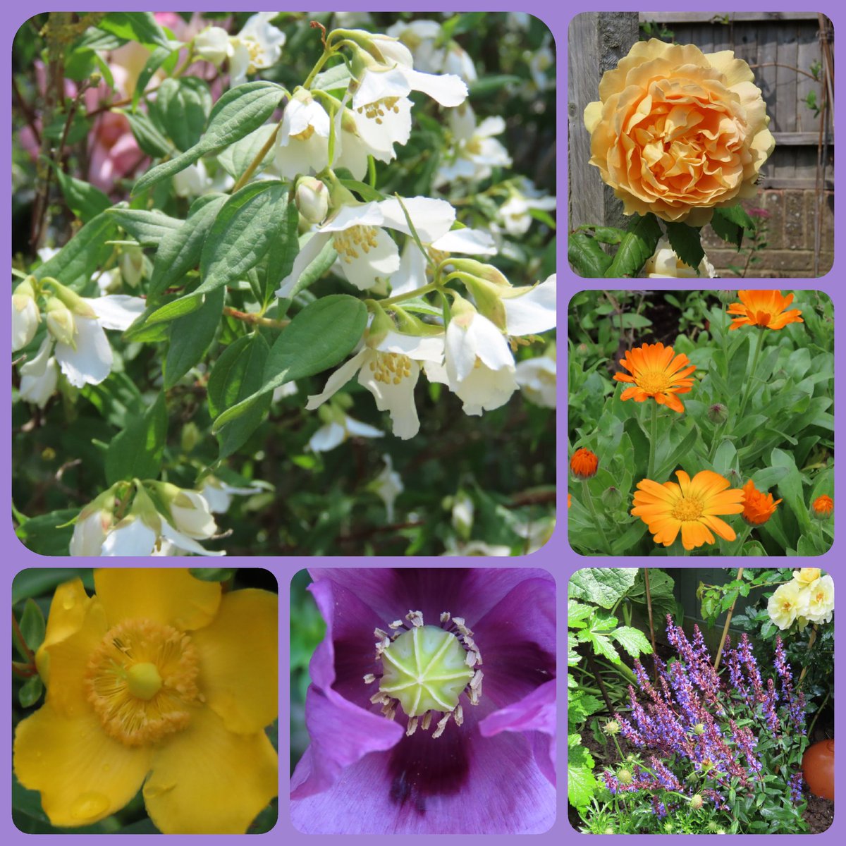 My June collage for #FlowersOnFriday 
The Mock Orange is June for me. Love it but not here long enough. 😍