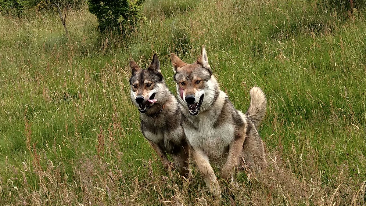 ChipFallones's tweet photo. @imamberzoe Inverness for a few days with the dogs 😊 https://t.co/tq474SdbnS
