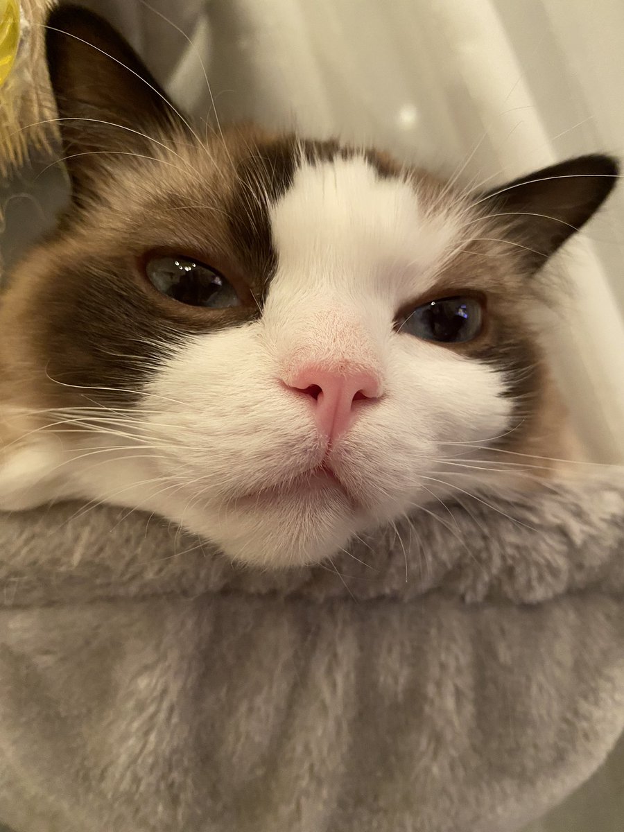 mugi2shin2's tweet photo. 今日シャンプーしてこの表情
 #猫好きさんと繋がりたい  #猫写真 #猫 https://t.co/htISCLr2CI