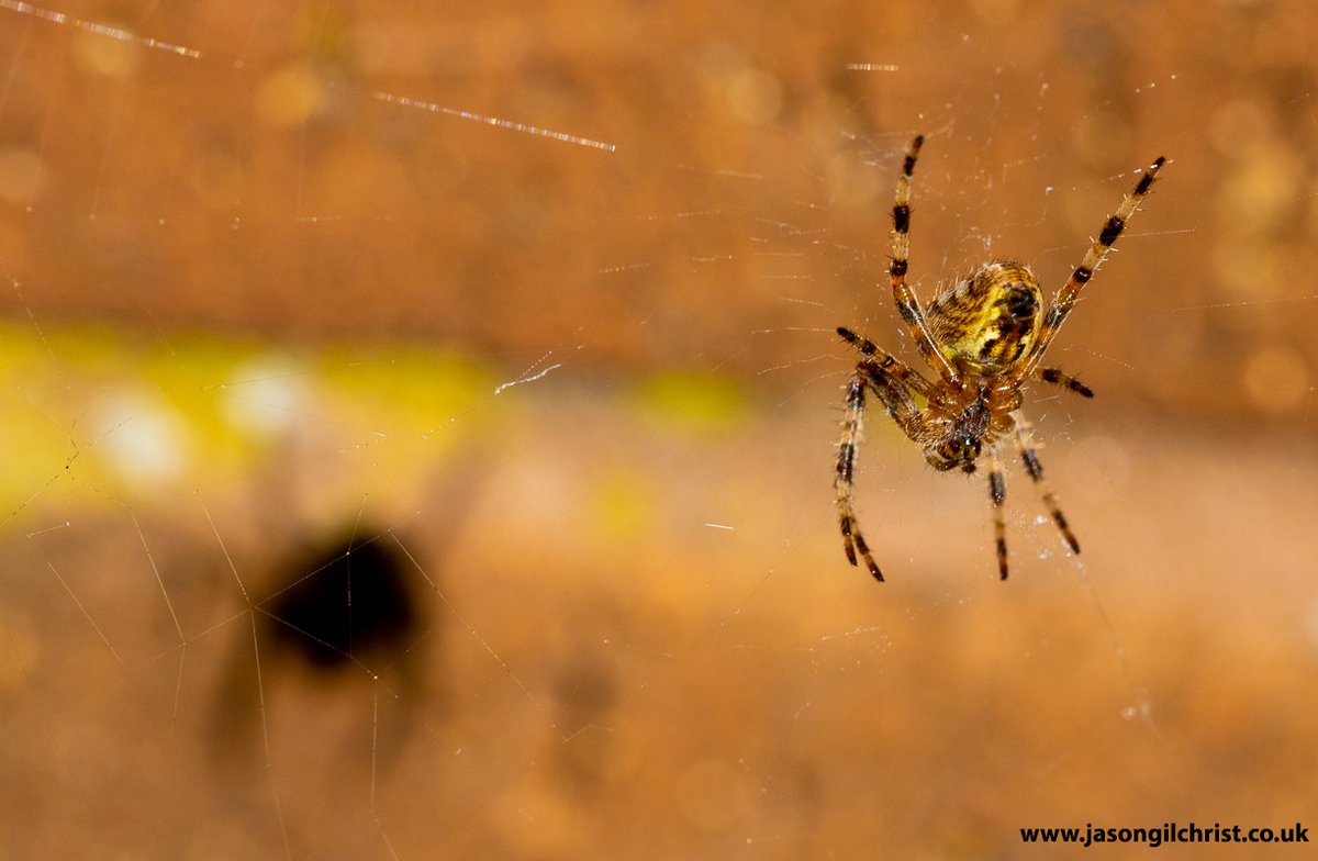 jgilchrist13's tweet photo. ID correction: probably Araneus, garden orbweb spider. Dorsal image challenging to get without disturbing web & #spider. For now, here is (probable) Araneus with its shadow. I will try get pics from other angle... #orbwebspider #gardenspider #Araneus #Araneidae #macro #MacroHour https://t.co/qRiwwgrlnG