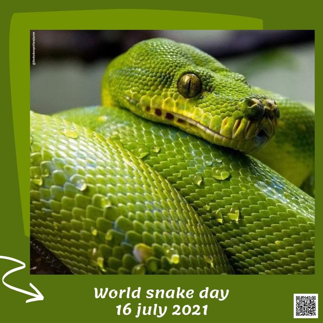 зеленый питон. змея аспид зеленый. к чему снится салатовый. зелёная мамба змея. зеленая кобра.