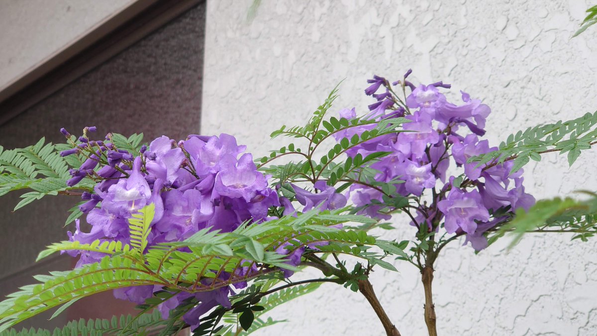 Top Tweets For 紫雲木 Twstalker