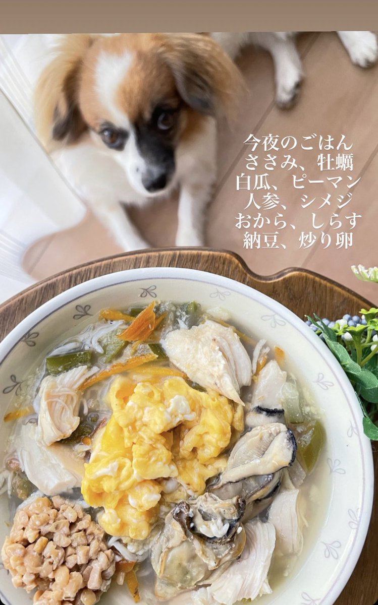 Yuly Love Viva 犬ごはん V Twitter 今夜の犬ごはん 生協の冷凍カキは便利 ささみと一緒に煮るとスープがますます美味しくなるよ 手作りわんこごはん ペット食育 犬好きさんとつながりたい Yuly Love Viva 犬ごはん V Twitter 今夜の犬ごはん 生協の冷凍カキは便利 ささみと一緒に煮るとスープがますます美味しくなるよ 手作りわんこごはん ペット食育 犬好きさんとつながりたい