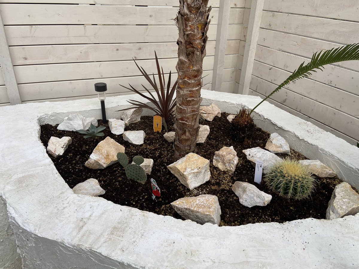aodonkey's tweet image. 白い小石全体に引いてみた。
植物が見えやすくなったしロックガーデンっぽくなってきた😊🤙

#ロックガーデン
#ドライガーデン
#レイズドベット
#庭DIY