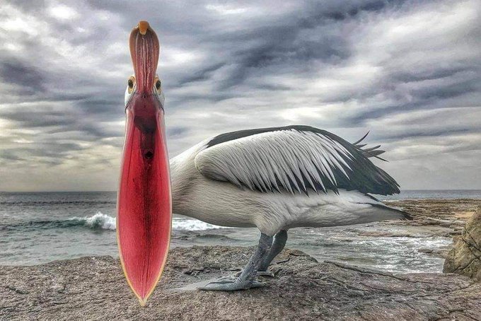 Rainmaker1973's tweet photo. Australian pelicans are one of the largest flying birds in the world; they also have the longest bills of any living bird [read more: https://t.co/m83pGLDohg] [source of the photo, Jess Young: https://t.co/vvLj89tQqy] https://t.co/5bwsmfXNZV
