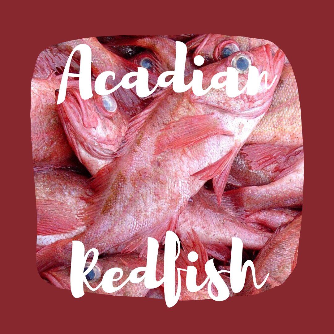 It's Friday, which means we have a new Catch of the Week for you! Get Acadian Redfish next week by ordering on our storefront at buff.ly/3vw8T7X