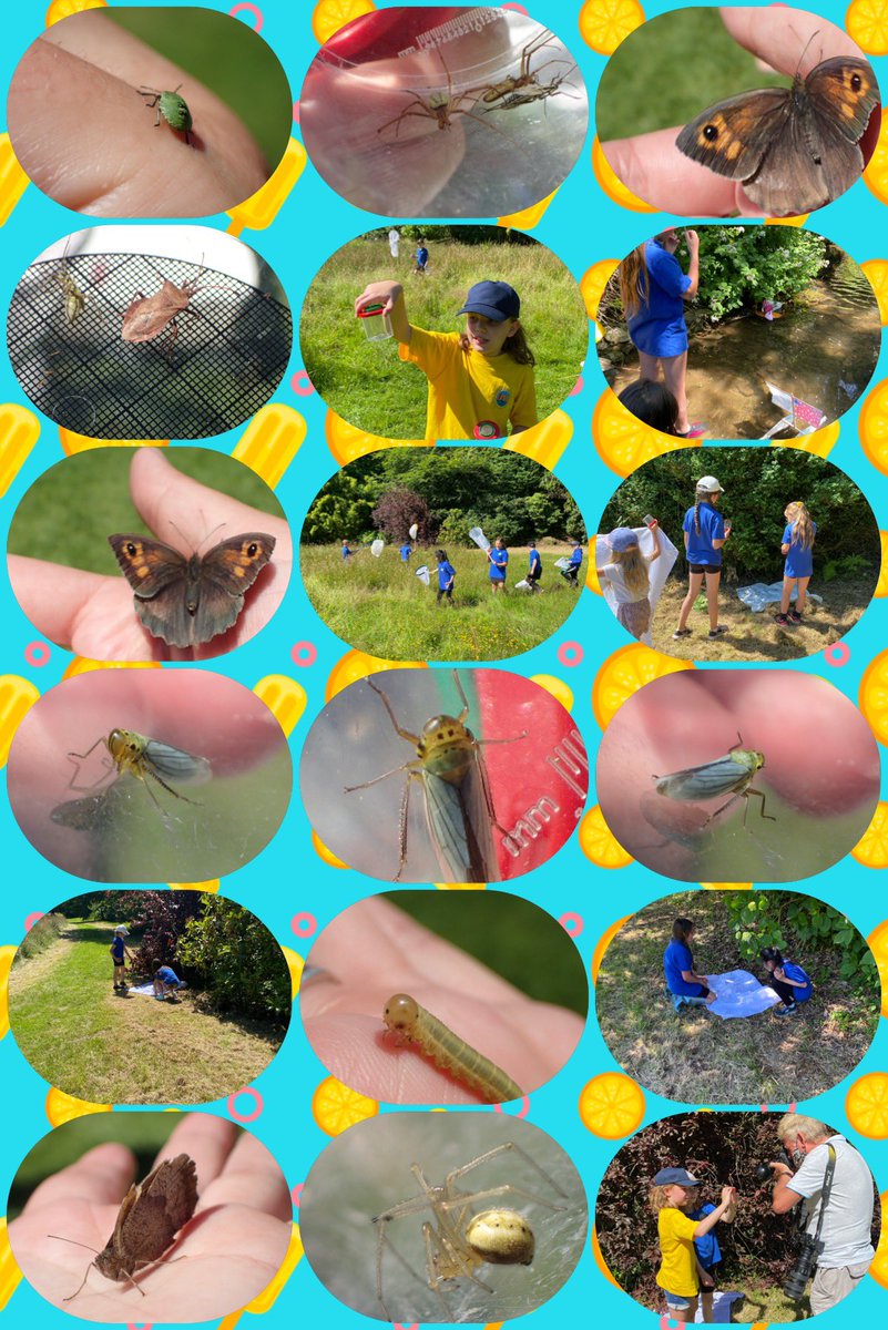Happy Summer Holidays Swan Class @SagestonPrimary we had a great day with you and @GDPTenby at Colby today @NTPembrokeshire #fieldtrip #minibeasts #kicksampling #youngecologists