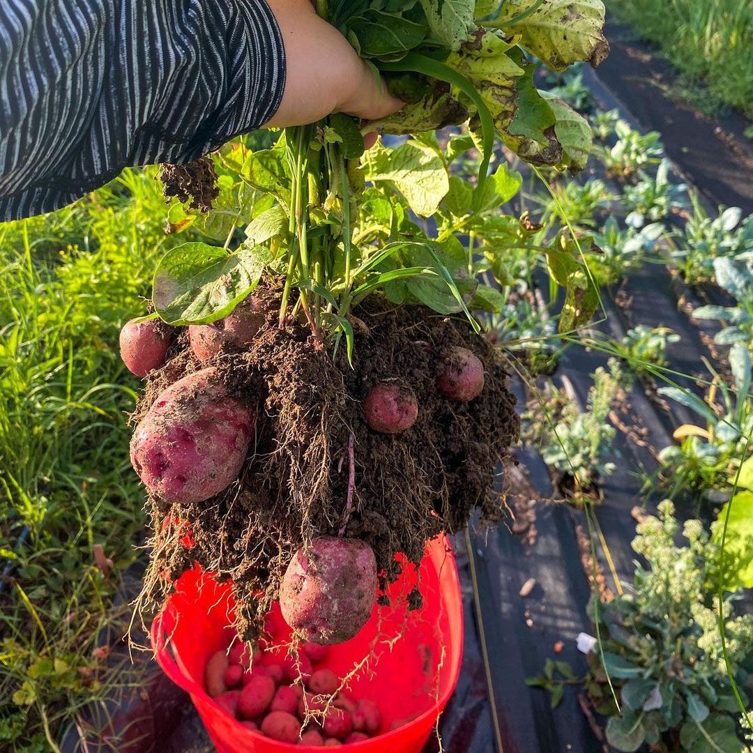 For the love of homegrown potatoes! ❤️🥔
📸 Instagram/brandt_acres
#AtwoodsRanchAndHome #HarvestHappiness #UrbanFarming #Gardening #Vegetables #FarmLove #FarmLife #GardenLife #Potatoes #HomegrownVeggies #SmallFarm #GardenHaul