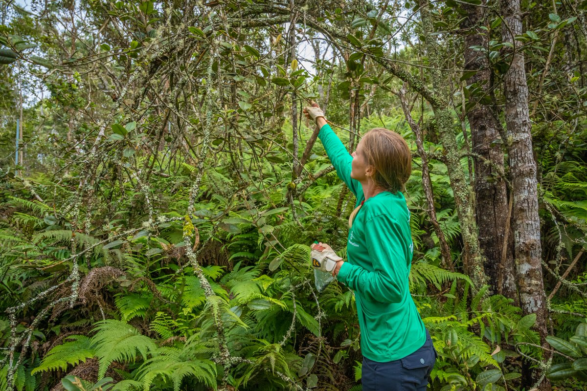 TF_Global's tweet image. Forest restoration isn’t just about planting trees. 🌳 It's about 👇

✅ conserving biodiversity
✅ protecting indigenous land rights
✅ advancing sustainable development
✅ designing a net-zero future.

#ForestTech #GenerationRestoration