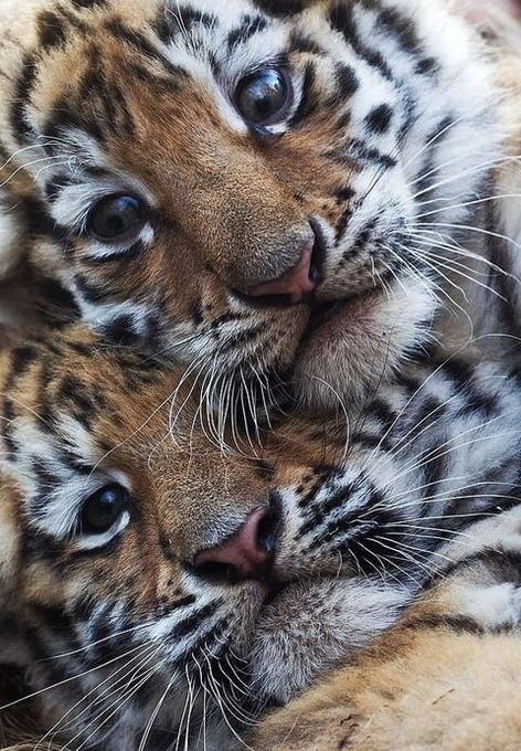 Tiger cubs, one on top of the other.