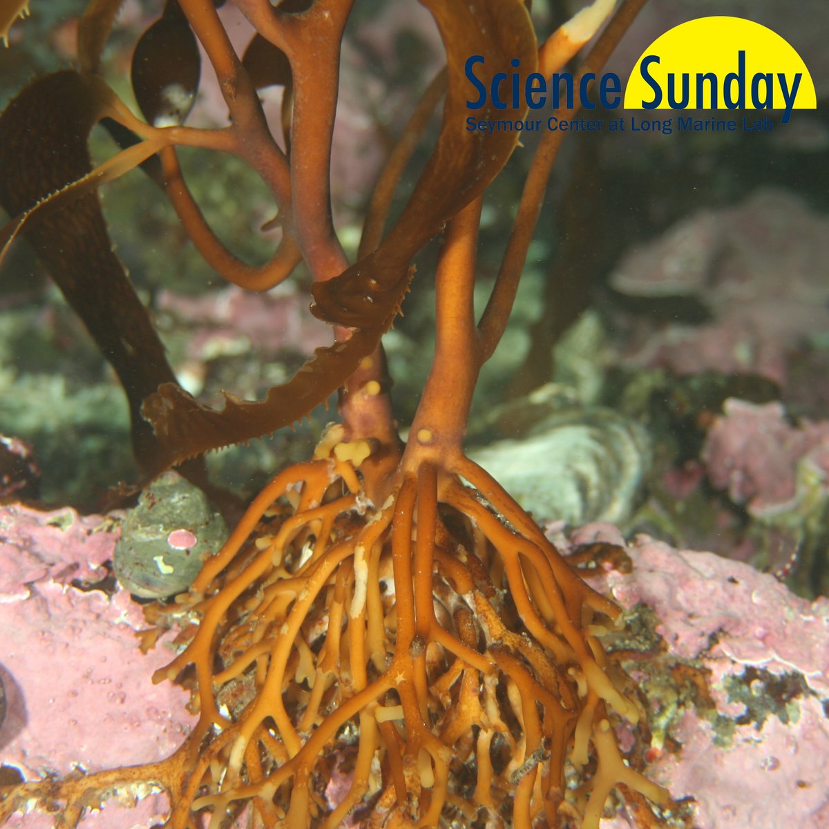 What's the difference between these two pictures? Join <a href="/coastalkelper/">Sara T. Gonzalez</a> at Virtual Science Sunday, "Untangling Giant Kelp" to find out!

Sunday, July 18, 1:30-2:30 PM PDT. Free for members; $10/household for non-members. Details &amp; preregistration (required): bit.ly/3rj3kJ0