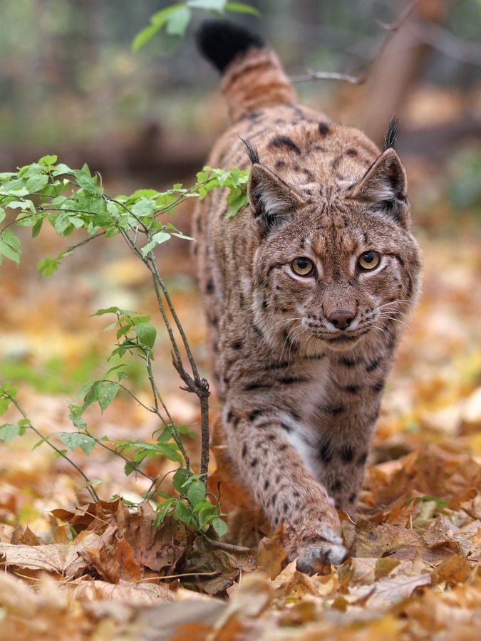 Рысь алтайский заповедник. Бобкэт рысь. Беловежская пуща рысь. Рысь обыкновенная тайга сибирская. Рысь лесная.