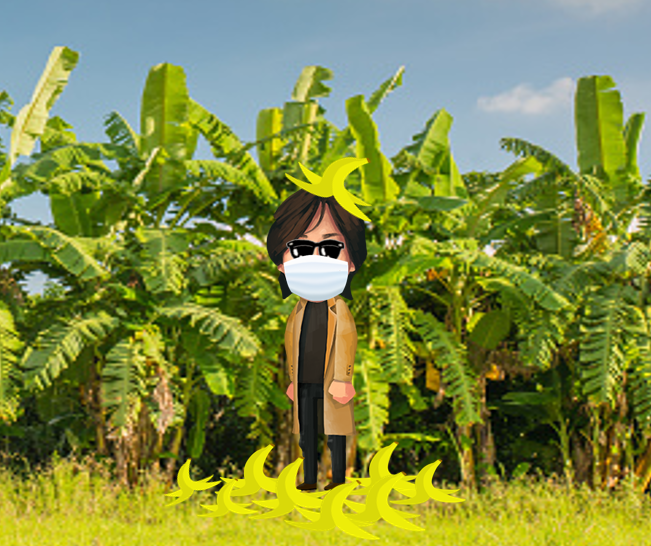 n_yamada10's tweet photo. [いきなり！BANANA🍌 #33]

今から15分後に、50 $BANANA (約5,000円分)を1名様に配ります

応募方法：
面白いバナナ芸人5名とワシをフォロー ＆ このツイートをRT

@n_yamada10

@CYmml8x2rKDDRCz
@kuro104_dream
@HappyBerry5351

#BSC のウォレットのご準備＆コメント https://t.co/rolaH2dArC