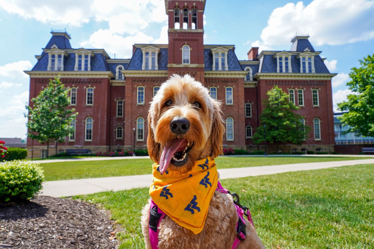 A dog poses in front of Woodburn Hall at WVU.