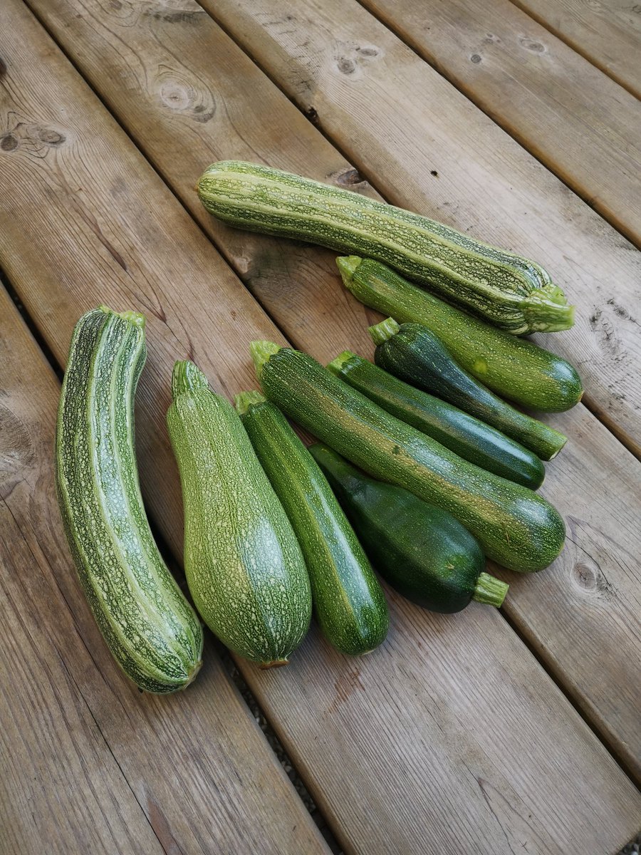 BeyFred's tweet image. Et il y a aussi une vie après le CHSCT #potager #collection et après la pluie #mildiou