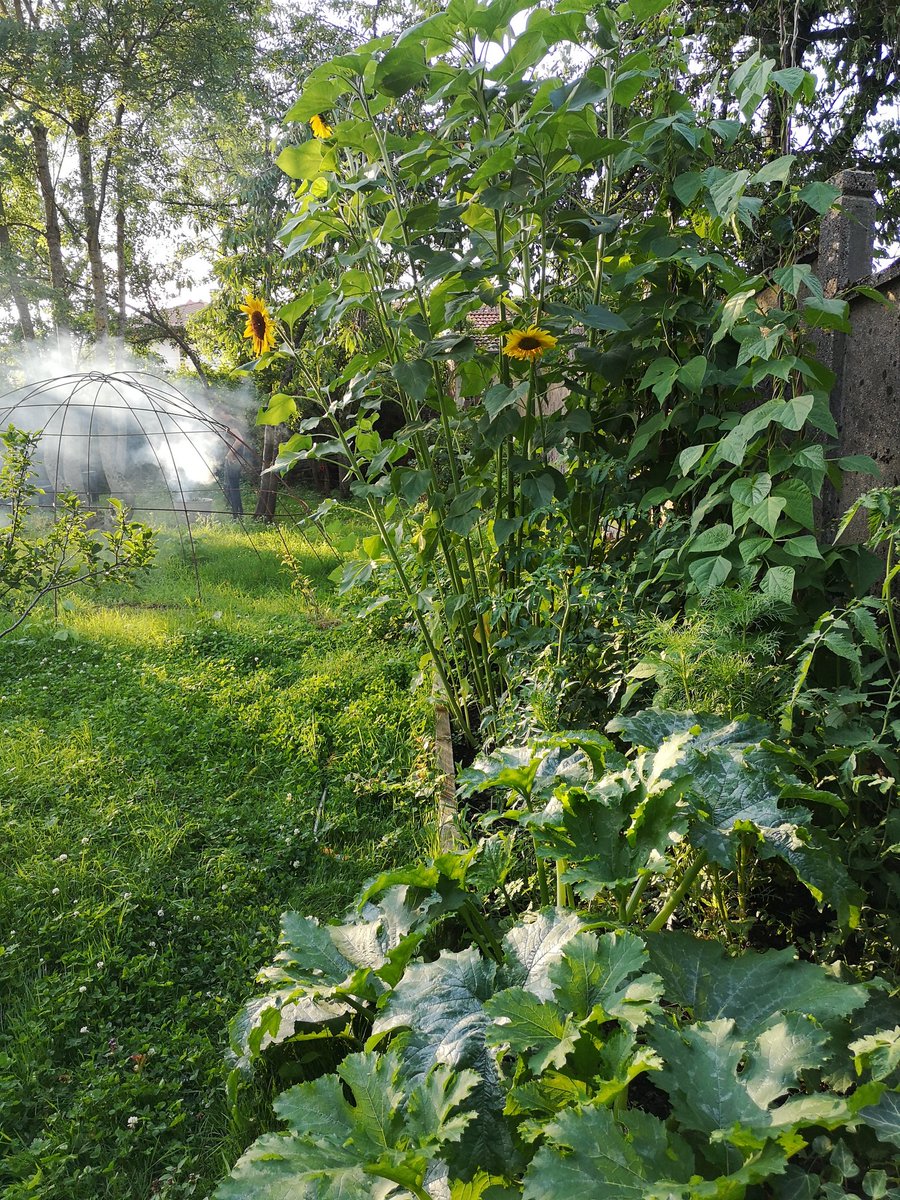 BeyFred's tweet image. Et il y a aussi une vie après le CHSCT #potager #collection et après la pluie #mildiou