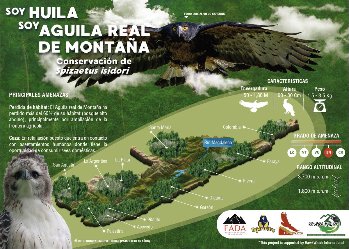 narela28's tweet photo. Todos somos Aguila Real de montaña @pajareritos @Huila @BirdsColombia @CornellBirds  @CAMHUILA https://t.co/21UOgILZ4d