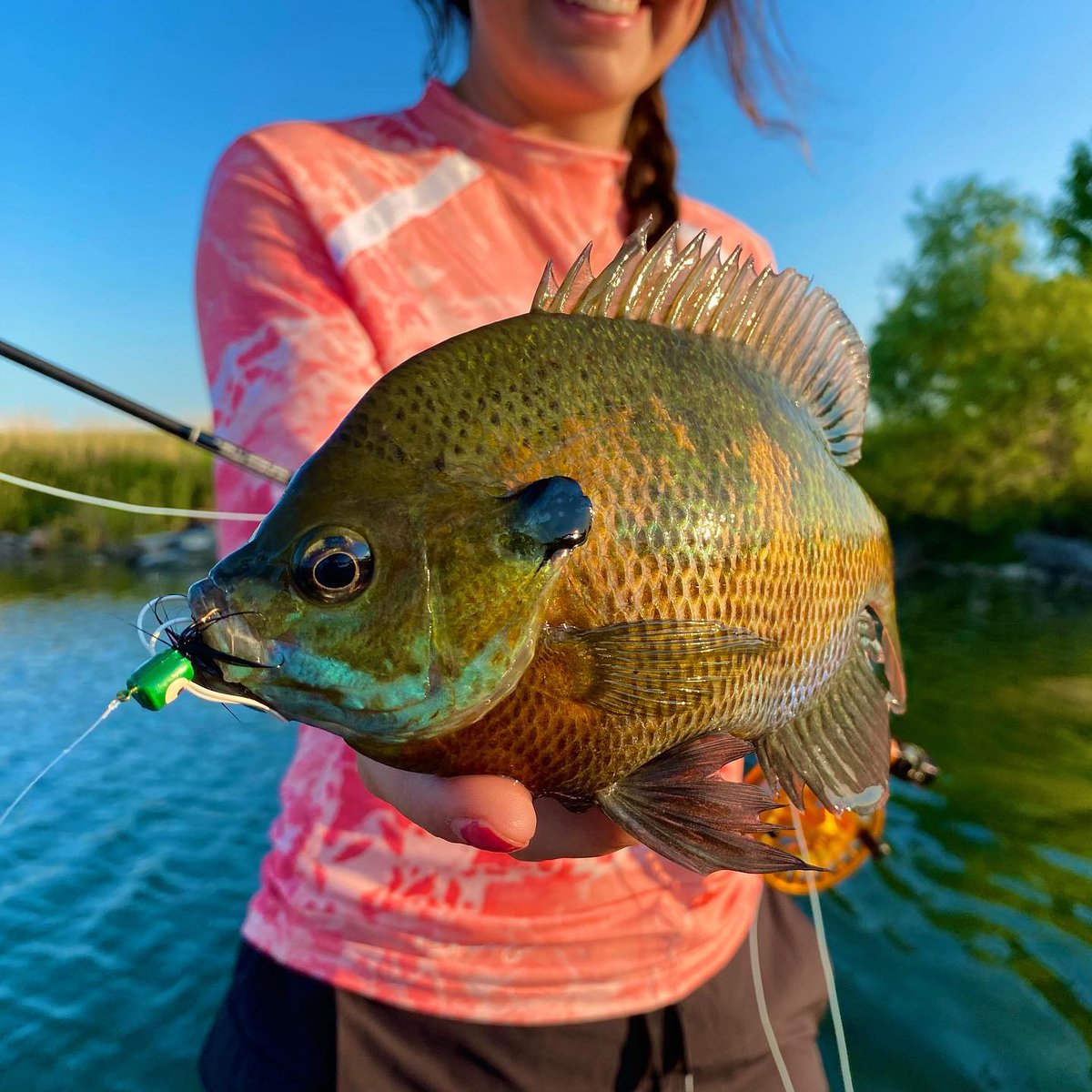 iowadnr's tweet photo. Ready to catch some bluegill?
๐ฃ Use light line and tackle
๐ฃ Small hooks (sizes 6 or 8 work best)
๐ฃ Worms - all-time favorite live bait
๐ฃ Short casts with a slow retreive
More tips: https://t.co/jXspLxa5vA
๐ท by Derrick Barnes
#IowaFishing #IowaMasterAngler https://t.co/fCoG4k1IYG