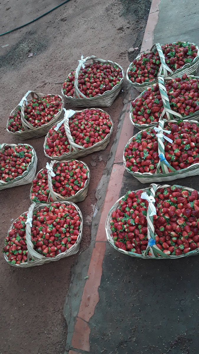 abarriosaguilar's tweet photo. Buen día mba'etecopa pende koe.....
Tenemos lindas  🍓🍓🍓🍓 frescas a 30 el kilo. 
Hoy estoy por el centro de Asuncion.
A partir de 4 kilos a 25 el kilo.
Ikatu pio RT los amig@s. https://t.co/qsJFRsgR3T