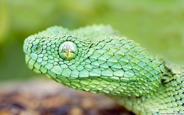 Happy #WorldSnakeDay to you! I hope you have been enjoying #PitviperBeautyPageant this month, which is my way of helping snakes with #scicomm. Here are some thins YOU can do to help #snakes today! (and get cool stuff) #thread 1/9