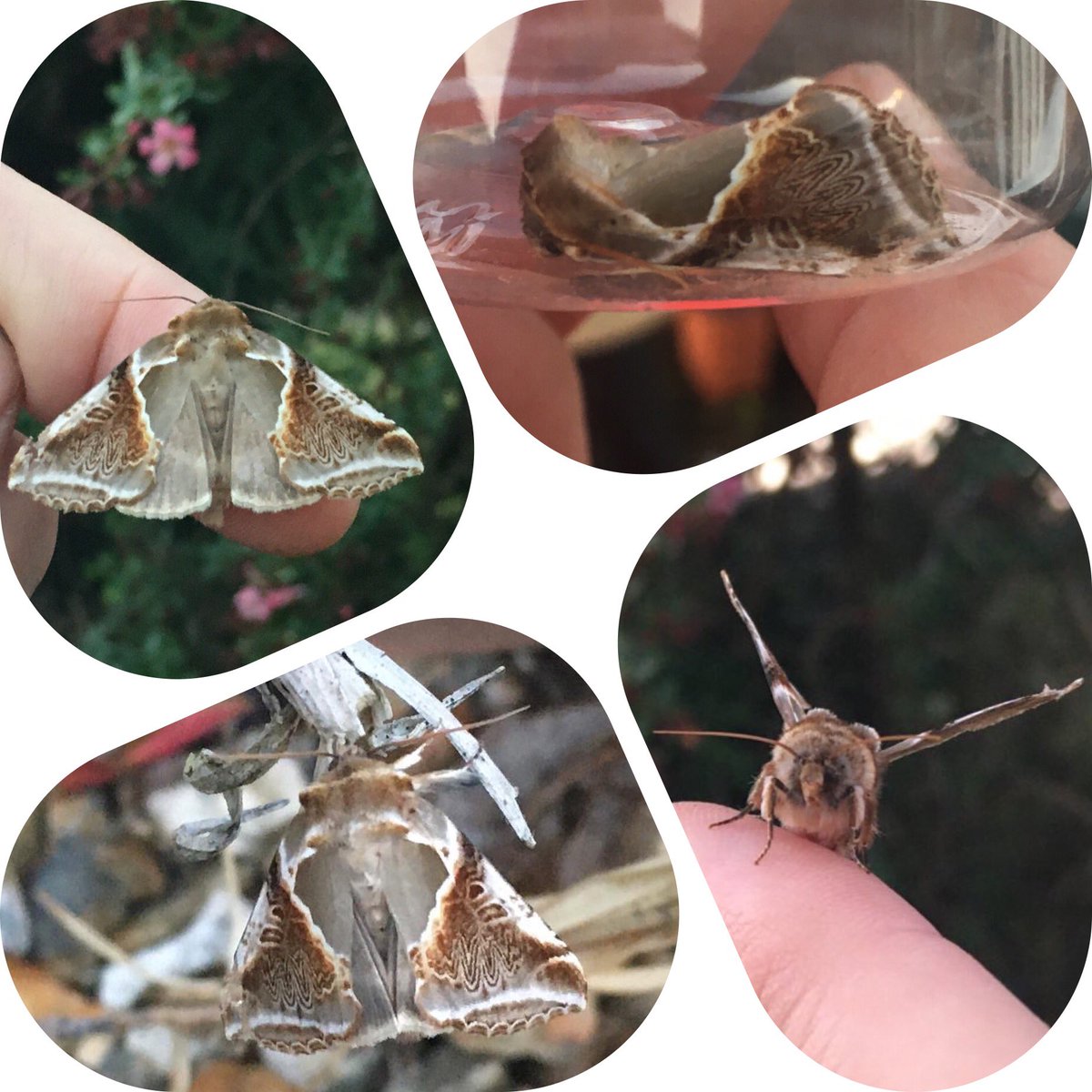 MyWildlifeYear's tweet photo. Week 28 preview! Took moth trap through to my dadโs in Hamilton & caught a first for VC77 Lanarkshire: Buff Arches! Got it confirmed by country recorder it was new VC (Vice-County) record. This stunner will be featuring in this weekโs #mywildlifeyear video.
#BuffArches #moth https://t.co/z5TgNiyZsb