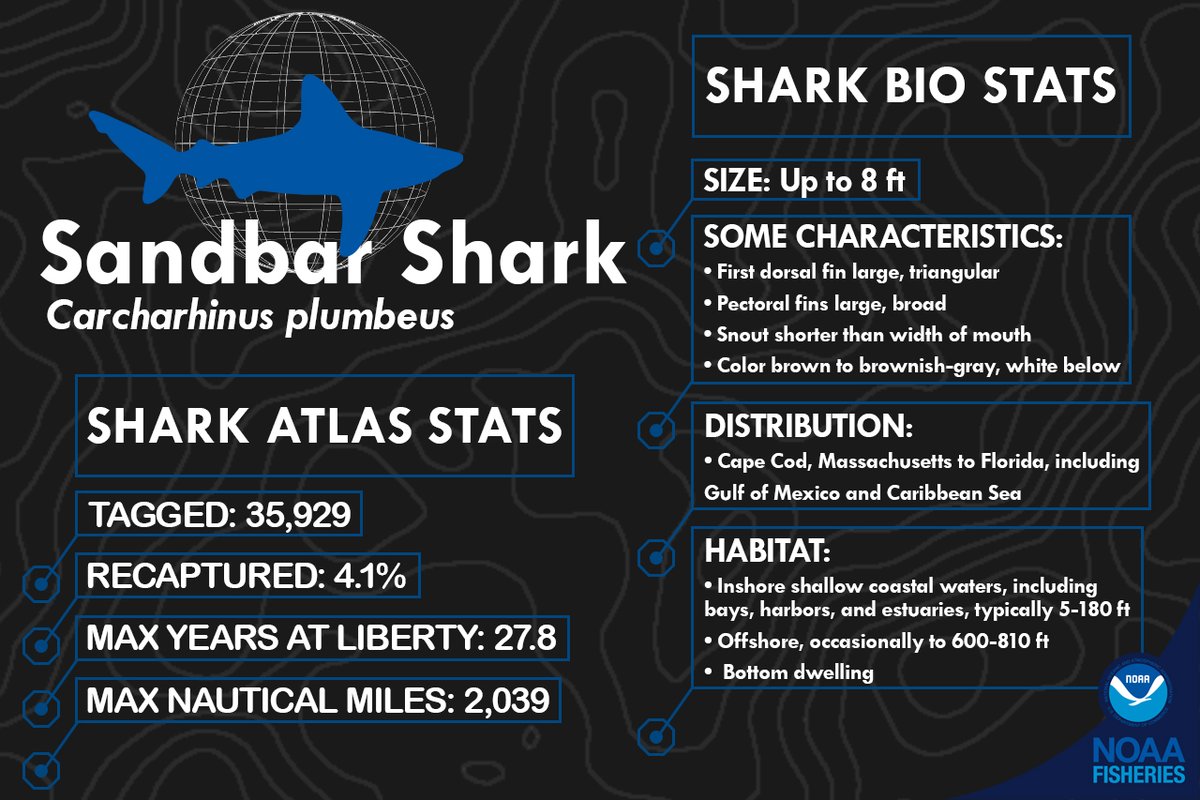 NOAAFish_NEFSC's tweet photo. Hope you enjoyed learning about sharks & our shark research during #SharkWeek! Please visit our website, follow us here & on Facebook for updates on all things sharks in our region! #SharkWeekNOAA #NEFSCScience
Website: https://t.co/jeeEehxfg1
Facebook: https://t.co/WXfHVn1MZc https://t.co/3V6GsUKEpn