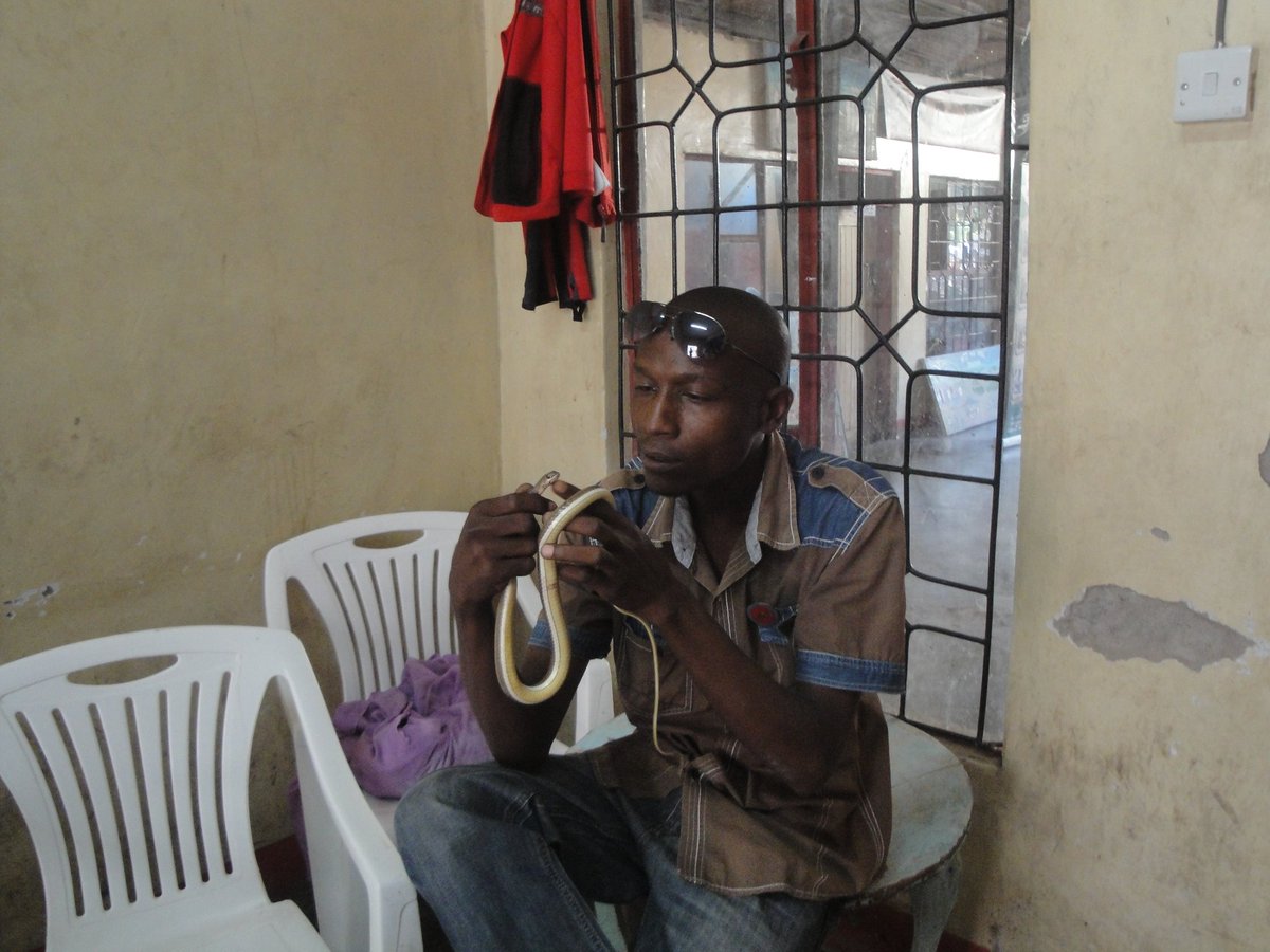 MtowambuCTE's tweet photo. Today is Snake World Day. If you live in Mto wa Mbu and you find snake (s) that is risk to human being and or domestic animals, call me for rescue. Snakes are very important to the environment.
Warning: Don’t hold or touch snake if you are not experienced expert. +255 745 001 830 https://t.co/QM1wjgnAeT