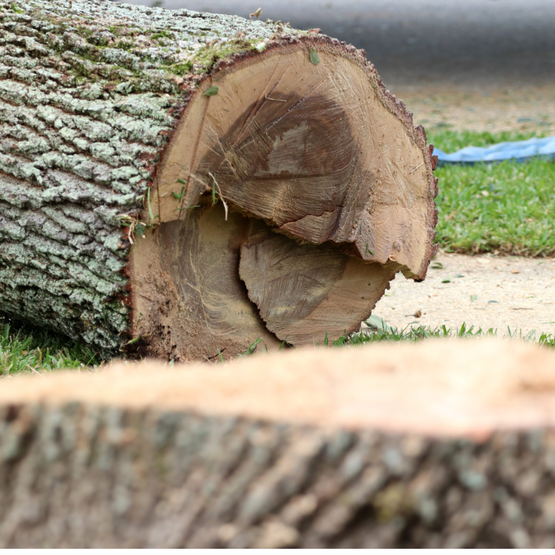 SBTreeService's tweet image. We specialize in stump grinding and other tree services, so you can get back to enjoying your property at its full potential. Call us at 386-320-3056 to schedule a free consultation.