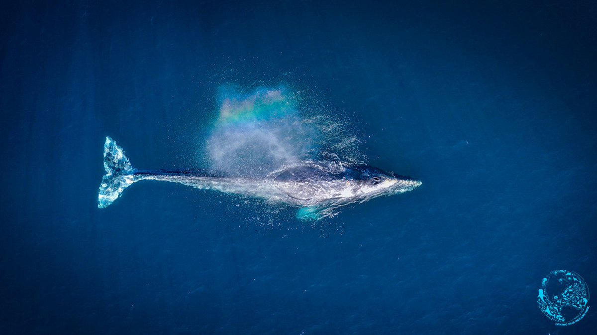 lovingouroceans's tweet photo. Commercial whaling is still a big International problem. In the US, the North Atlantic right whale has 350 remaining whales, blue whales in the Antarctic have less than 1% of their original pop, and the West Pacific grey whale is the most endangered of the world’s great whales. https://t.co/8zL1M4uryR