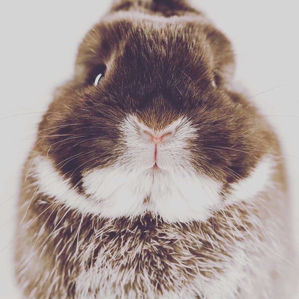 こあ君 うさぎ こあ君 1歳5ヶ月うさぎさん ネザーランドドアーフ 毎日こあ君の日常をお送りします 是非フォローのほどよろしくお願いしますぴょん うさぎ Rabbit Bunny ウサギ ふわもこ部 うさぎのいる暮らし うさぎのいる生活 うさぎと暮らす