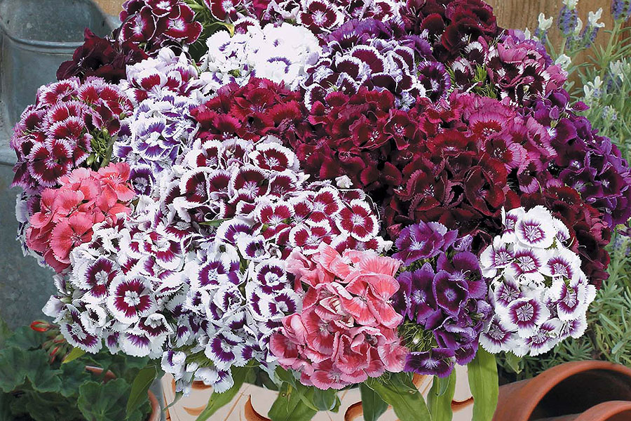 Graham_Rice's tweet photo. This week on Plant Talk, my weekly blog about plants for @mrfothergill I think about the price of Sweet William seed and decide to buy the most expensive.
https://t.co/6Q57A6kG2e
#planttalk #sweetwilliam #dianthusbarbatus #electron #cheapseed #biennials #growingbiennials https://t.co/qtEGbSoQPx