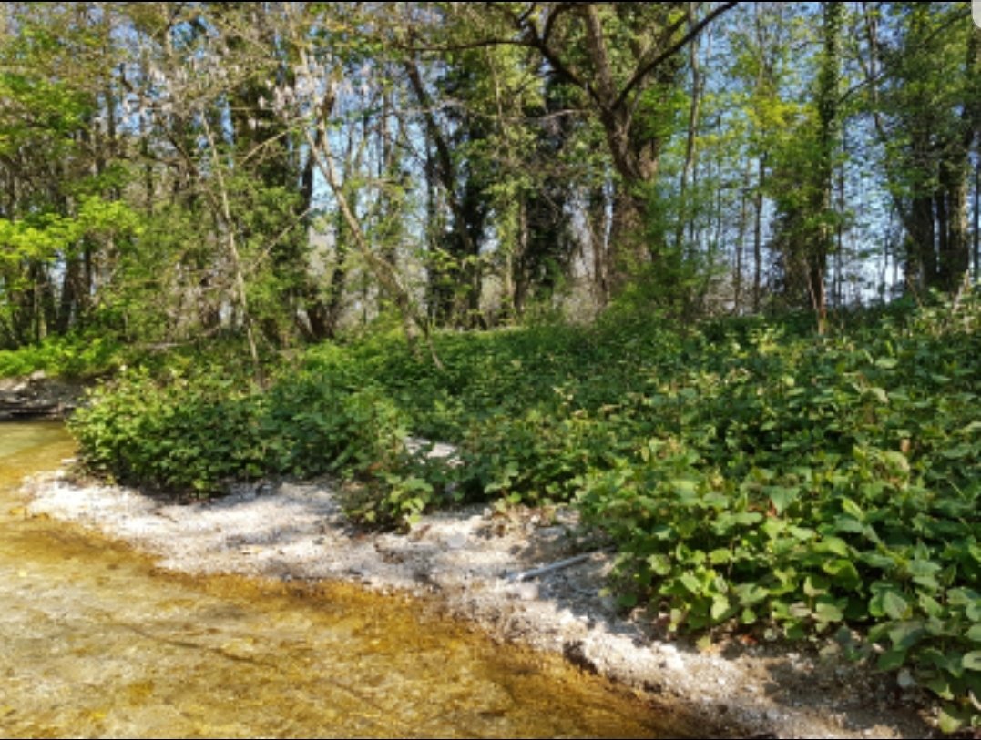 invasorian's tweet photo. Hi all! Do you know this INVASive ripaRIAN species???? 🌱🌱🌱Remember you still have time to join this exiting collaborative project until 31st July! 
RTs are welcome 😊 https://t.co/nccziKxJl3