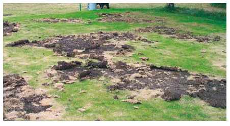 EnvuTurfUK's tweet photo. The presence of turf pests can lead to severe aesthetic and physical damage, as birds peck at the turf surface to get pests. To find out more about turf pests and the control options available click here https://t.co/y65PzvBKsm #TurfPests #Turf365 https://t.co/QsZpn0D4Aw