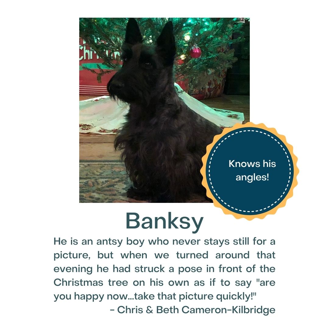 DuxFreeLib's tweet image. VIRTUAL PET SHOW! Featured today are Banjo &amp;amp; Tucci, Banksy, and GusGusMcGuirk. #tailsandtales #duxburyma
