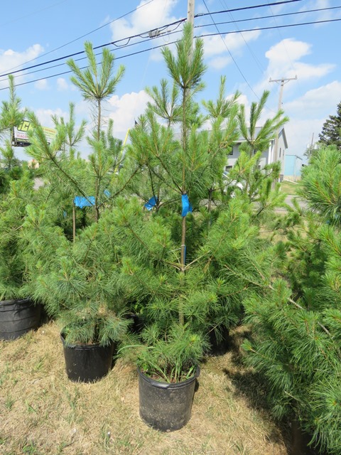 AuctionMasters's tweet image. Over 70 trees are currently up for bid at AuctionMasters.com! Black Hills Spruce, White Pines, Balsam Fir and Meyers Spruce - Click to bid now!
#auctionmasters #balsamfir #meyersspruce #spruce #whitepine