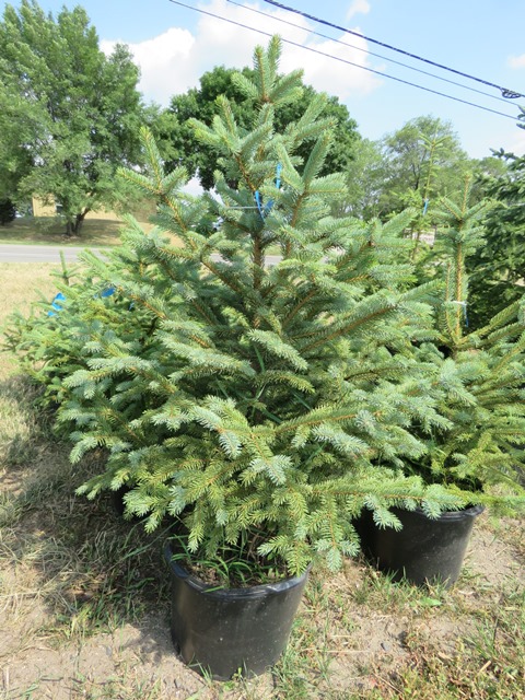 AuctionMasters's tweet image. Over 70 trees are currently up for bid at AuctionMasters.com! Black Hills Spruce, White Pines, Balsam Fir and Meyers Spruce - Click to bid now!
#auctionmasters #balsamfir #meyersspruce #spruce #whitepine