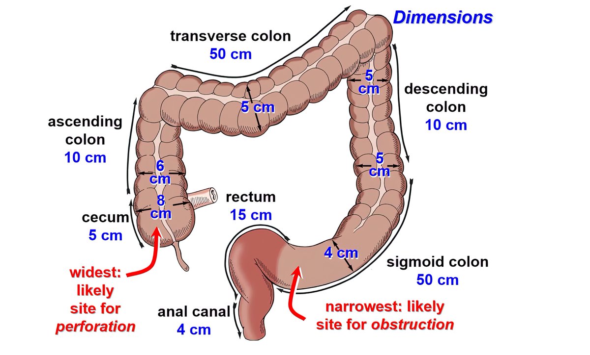 drkeithsiau's tweet photo. Typical dimensions of the colon #4KMedEd #GITwitter https://t.co/EKQc1nJZ6J