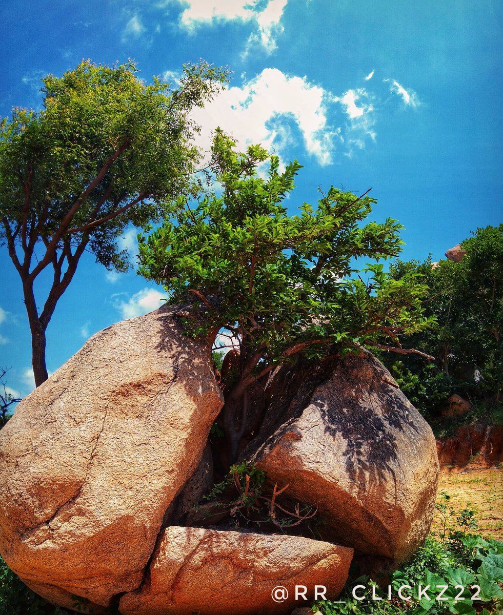 RR_clickz22's tweet photo. When U fall, U have the chance to  rise even higher than before..

#nevergiveup #nevergiveupthefight

#rr_clickz22 💜🌱
#mobilephotography #naturelover💚 #mobileclick #tumkurphotography #tumkur 
#naturephotographer📸 #mobilephotographyindia #lovetoclick📷always🤳 https://t.co/iw2BBKXHwH