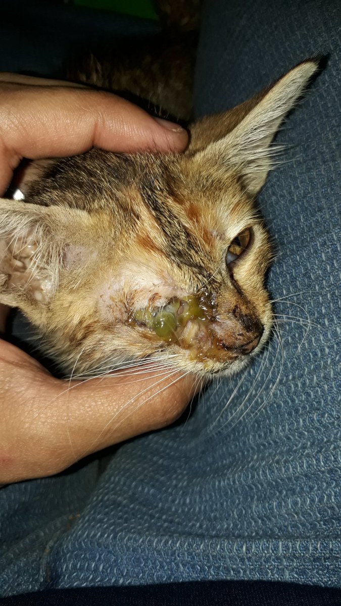 aiuger's tweet photo. Bismillahirohmanirrohim, Twitter do your magic!

Open Donasi untuk Operasi Pengangkatan bola mata bocil🙏🏻

Jadi tadi siang aku nemu kucing (p1), trs aku bersihin pakai air hangat. Tapi matanya malah semakin membesar. Lalu tadi meng aku bawa ke dokter, dan dokter bilang - c - https://t.co/aiENZtbyUe
