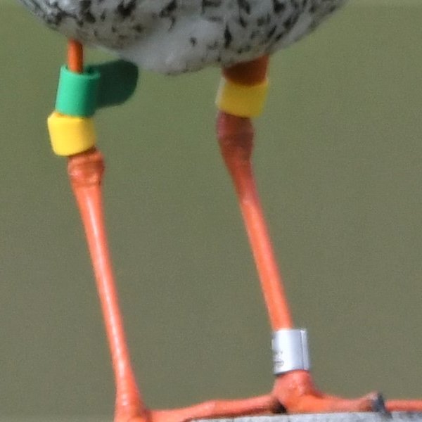 afonso_dr_rocha's tweet photo. 70 º Latitude! 🔝🔝This redshank was spotted in Vadsø, Norway will have a long journey southward (>7K km) to winter again on the tropical coast of Bijagós archipelago (11º). 

#Shorebirds connecting habitats &amp; cultures🌍

@eco_flyway
@CESAM_Univ 
@MavaFdn https://t.co/vgAt05dXdf